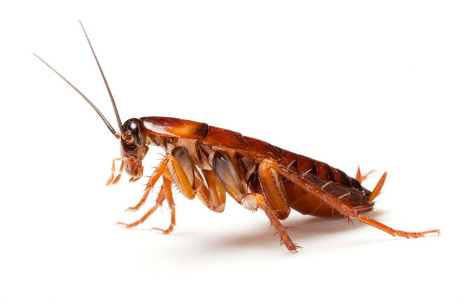 cockroach-pest