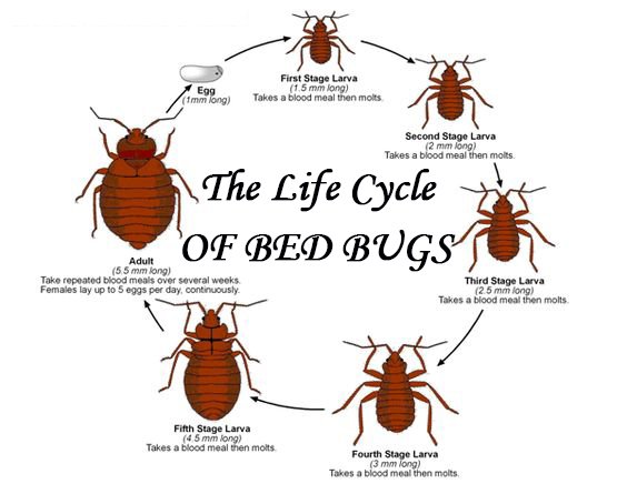 life-cycle